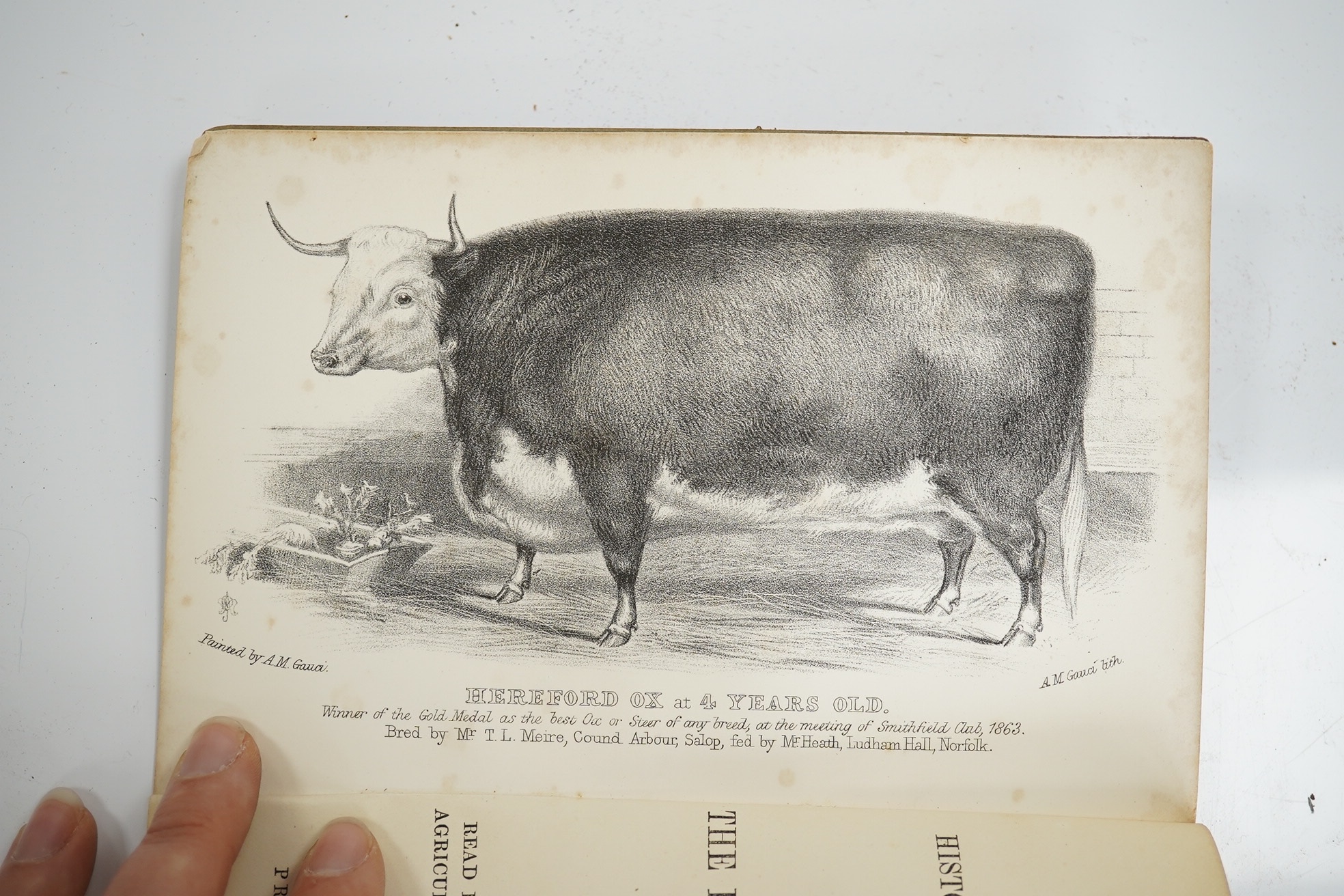 Duckham, Thomas - A Lecture on the History, Progress, and Comparative Merits of the Hereford Breed of Cattle. Read by him before the members of the Royal Agricultural College at Cirencester, Dec.4, 1863. 2 lithographed p